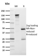 GLUT-1 Antibody in SDS-PAGE (SDS-PAGE)