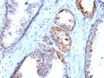 SLC18A2 Antibody in Immunohistochemistry (Paraffin) (IHC (P))