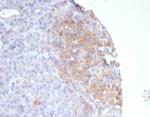 Somatostatin receptor type 2 (SS2R)/SSTR2 Antibody in Immunohistochemistry (Paraffin) (IHC (P))