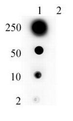 RNA pol II CTD Cit1810 Antibody in Dot Blot (DB)