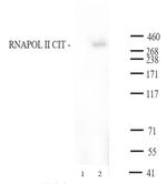 RNA pol II CTD Cit1810 Antibody in Western Blot (WB)