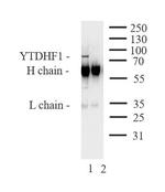 YTHDF1 Antibody in Western Blot (WB)