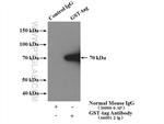 GST Tag Antibody in Immunoprecipitation (IP)