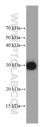 GST Tag Antibody in Western Blot (WB)