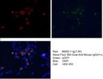 GFP tag Antibody in Immunocytochemistry (ICC/IF)