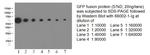 GFP tag Antibody in Western Blot (WB)