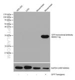 GFP tag Antibody in Western Blot (WB)