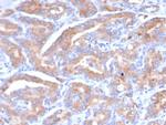 SI-CLP/Chitinase Domain Containing 1 (CHID1) Antibody in Immunohistochemistry (Paraffin) (IHC (P))