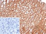 SI-CLP/Chitinase Domain Containing 1 (CHID1) Antibody in Immunohistochemistry (Paraffin) (IHC (P))