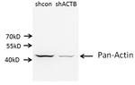 beta Actin Antibody in Western Blot (WB)