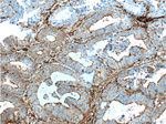 beta Actin Antibody in Immunohistochemistry (Paraffin) (IHC (P))