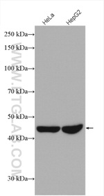 beta Actin Antibody in Western Blot (WB)