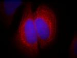 SEC5/EXOC2 Antibody in Immunocytochemistry (ICC/IF)