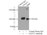 SEC5/EXOC2 Antibody in Immunoprecipitation (IP)