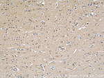 GEFT Antibody in Immunohistochemistry (Paraffin) (IHC (P))