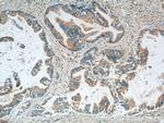 RBBP9 Antibody in Immunohistochemistry (Paraffin) (IHC (P))