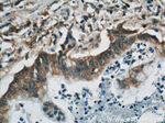 RBBP9 Antibody in Immunohistochemistry (Paraffin) (IHC (P))