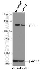 TPPII Antibody in Western Blot (WB)