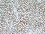 TST Antibody in Immunohistochemistry (Paraffin) (IHC (P))