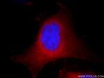 AHCY Antibody in Immunocytochemistry (ICC/IF)