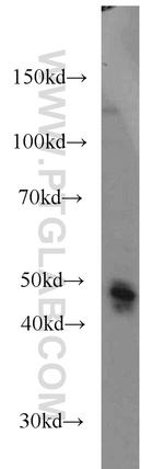 AHCY Antibody in Western Blot (WB)