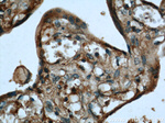 AHCY Antibody in Immunohistochemistry (Paraffin) (IHC (P))