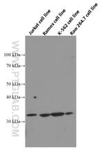 Bcl-XL Antibody in Western Blot (WB)