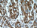 CYB5R3 Antibody in Immunohistochemistry (Paraffin) (IHC (P))