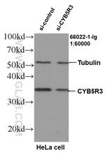 CYB5R3 Antibody in Western Blot (WB)