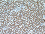 CYB5R3 Antibody in Immunohistochemistry (Paraffin) (IHC (P))