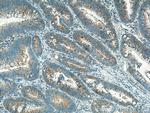 EIF3M Antibody in Immunohistochemistry (Paraffin) (IHC (P))