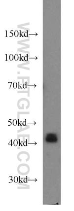 EIF3M Antibody in Western Blot (WB)