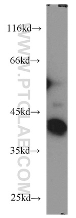 EIF3M Antibody in Western Blot (WB)