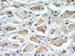 MCL1 Antibody in Immunohistochemistry (Paraffin) (IHC (P))