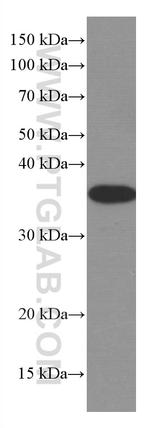 MCL1 Antibody in Western Blot (WB)
