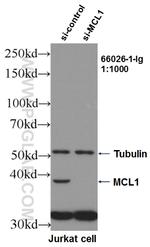 MCL1 Antibody in Western Blot (WB)