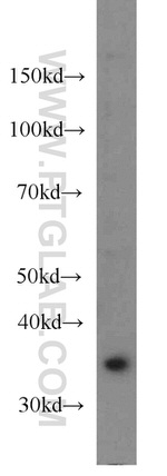 MCL1 Antibody in Western Blot (WB)