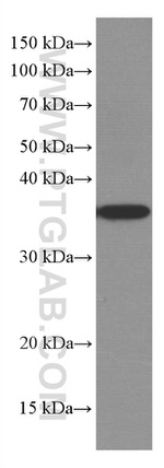 MCL1 Antibody in Western Blot (WB)