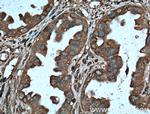 Protein C inhibitor Antibody in Immunohistochemistry (Paraffin) (IHC (P))