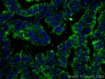 Protein C inhibitor Antibody in Immunohistochemistry (PFA fixed) (IHC (PFA))