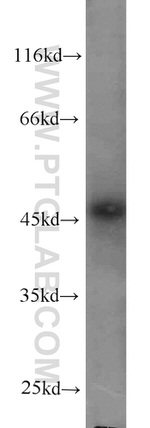 Protein C inhibitor Antibody in Western Blot (WB)