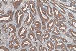 alpha Tubulin Antibody in Immunohistochemistry (Paraffin) (IHC (P))