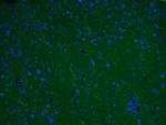 alpha Tubulin Antibody in Immunohistochemistry (PFA fixed) (IHC (PFA))