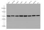 alpha Tubulin Antibody in Western Blot (WB)