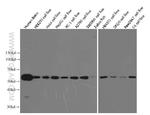 alpha Tubulin Antibody in Western Blot (WB)