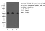 alpha Tubulin Antibody in Western Blot (WB)