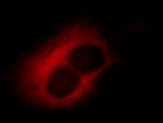 alpha Tubulin Antibody in Immunocytochemistry (ICC/IF)