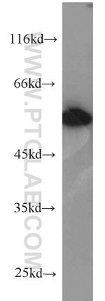 alpha Tubulin Antibody in Western Blot (WB)