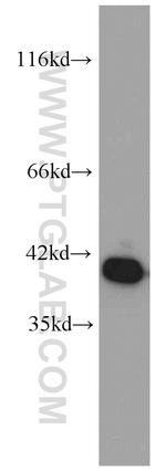 Annexin A2 Antibody in Western Blot (WB)