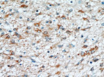 Annexin A2 Antibody in Immunohistochemistry (Paraffin) (IHC (P))